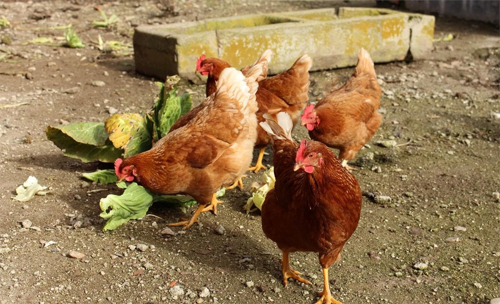 ¿Qué alimentación debe seguir una gallina para que ponga más huevos?