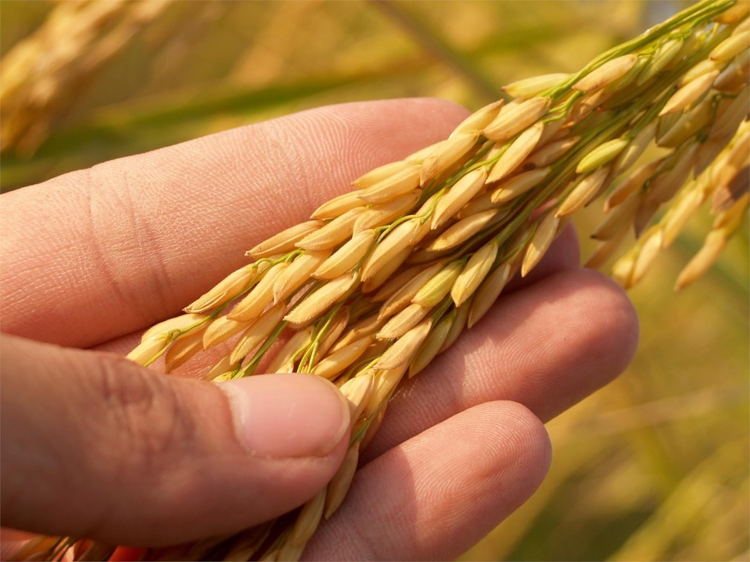 ¿QUÉ SE CONSIDERA AGRICULTURA ECOLÓGICA?