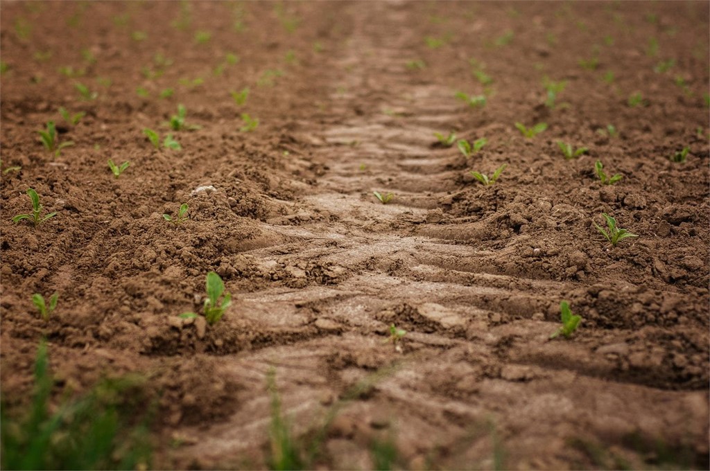 3 consejos para el cultivo de la huerta en junio