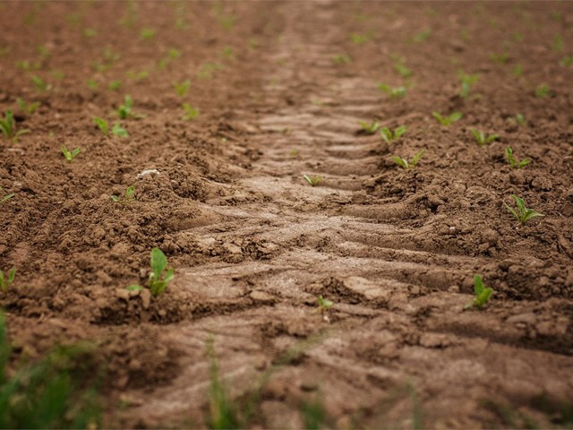 3 consejos para el cultivo de la huerta en junio