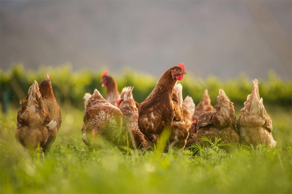 5 Beneficios de consumir huevos de gallinas camperas