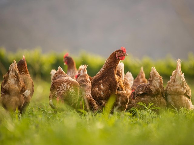 5 Beneficios de consumir huevos de gallinas camperas