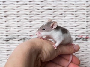 5 consejos para introducir un nuevo alimento a tu roedor o ave sin problemas