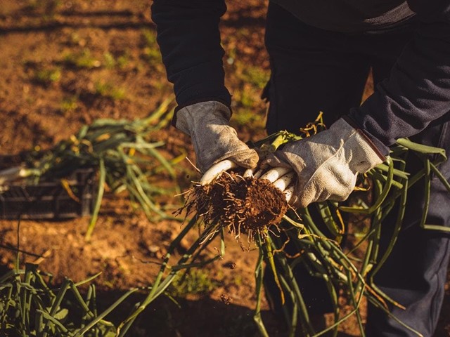 5 imprescindibles para cuidar mi huerto y jardín en invierno