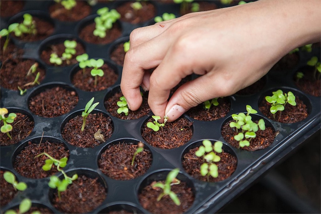 7 ventajas de utilizar productos ecológicos en la agricultura