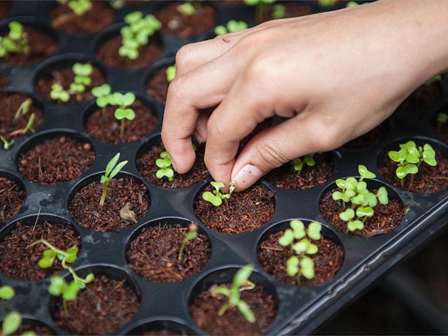 7 ventajas de utilizar productos ecológicos en la agricultura