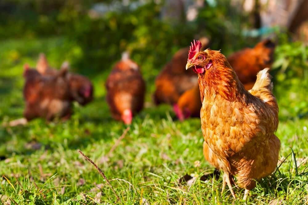 ¿A qué edad comienzan las gallinas a poner huevos?