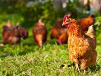 ¿A qué edad comienzan las gallinas a poner huevos?