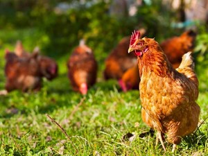¿A qué edad comienzan las gallinas a poner huevos?