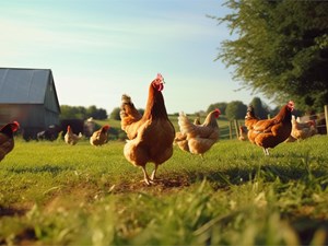 Alimentación adecuada para gallinas ponedoras: claves para huevos de calidad
