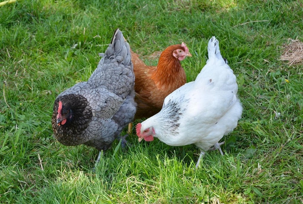 Combina la cría de gallinas con un huerto ecológico: ¡sinergias beneficiosas!
