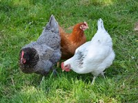 Combina la cría de gallinas con un huerto ecológico: ¡sinergias beneficiosas!