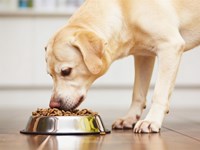 ¿Comida húmeda o seca? Consigue la dieta ideal para tu perro