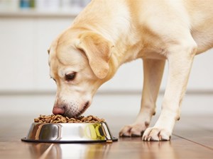 ¿Comida húmeda o seca? Consigue la dieta ideal para tu perro