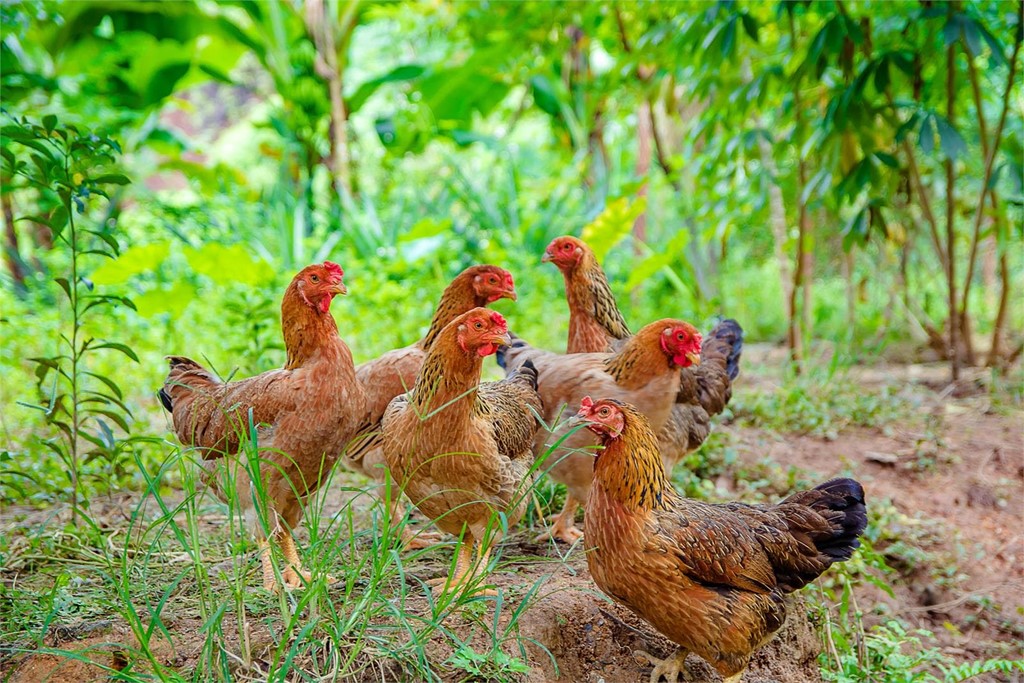 ¿Cómo conseguir que tus gallinas pongan más huevos?