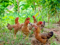 ¿Cómo conseguir que tus gallinas pongan más huevos?