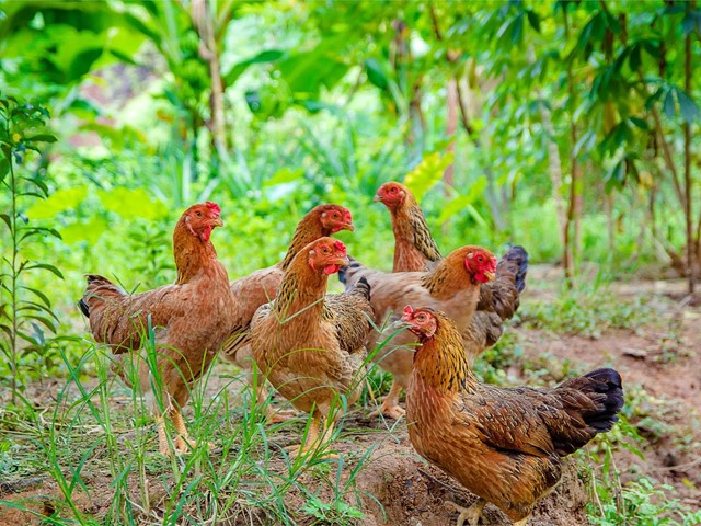 ¿Cómo conseguir que tus gallinas pongan más huevos?