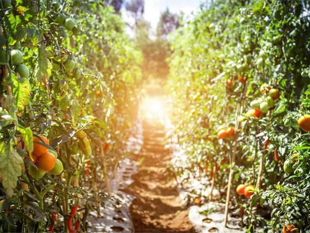 ¿Cómo conseguir tener una buena cosecha de tomates esta temporada?