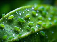 Cómo identificar las plagas más comunes en tu jardín