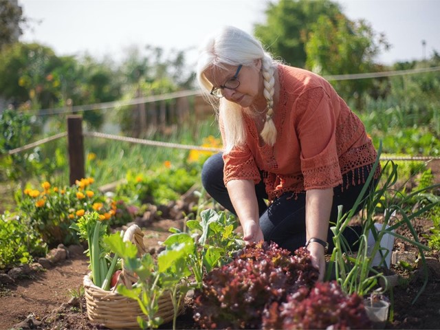 ¿Cómo mantengo las plantas y hortalizas regadas durante mis vacaciones? 