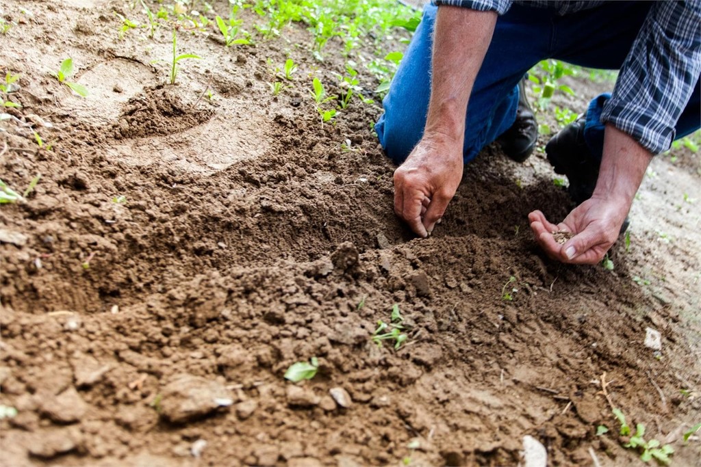 ¿Cómo preparo mi huerto para la primavera?