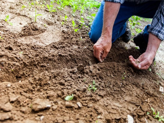 ¿Cómo preparo mi huerto para la primavera?