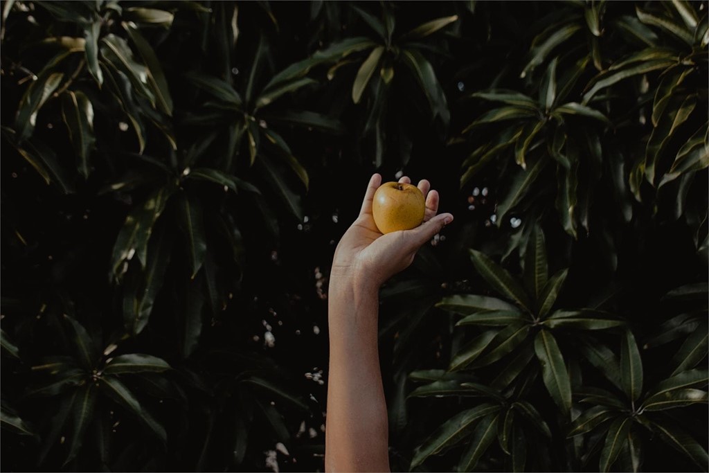 Comprar árboles frutales en Pontevedra