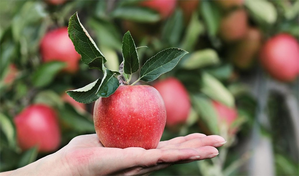 ¿Cuál es la mejor temporada para plantar árboles frutales?