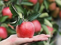 Tratamiento para el cuidado de árboles frutales - Comercial Sivar