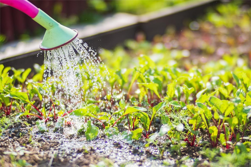 ¿Cuántas veces debemos regar el huerto en verano?