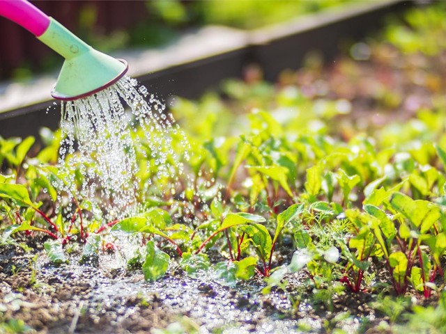 ¿Cuántas veces debemos regar el huerto en verano?