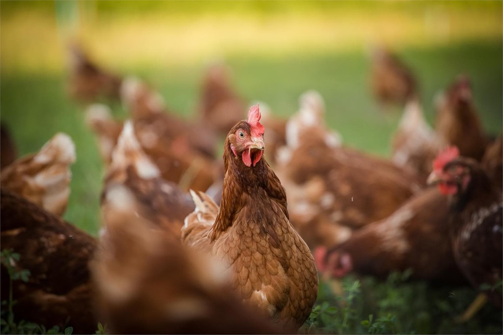 ¿Cuántos años viven las gallinas ponedoras?