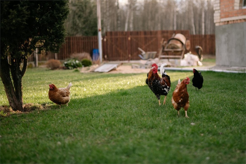 ¿Cuántos años vive una gallina ponedora?