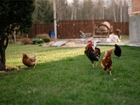 ¿Cuántos años vive una gallina ponedora?