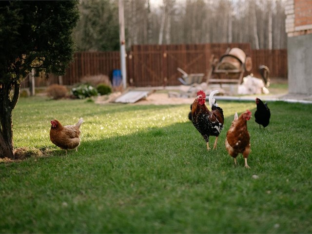 ¿Cuántos años vive una gallina ponedora?