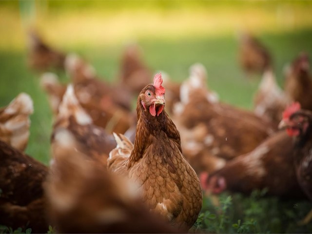 ¿Cuántos años viven las gallinas ponedoras?