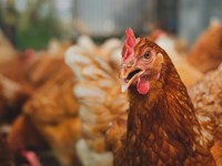 ¿Cuántos huevos pone una gallina ponedora? ¿Compensa tenerlas?