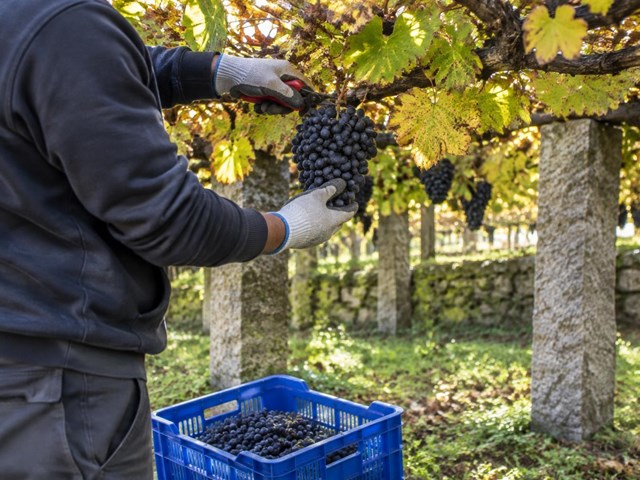 Cuida el viñedo antes y después de cortar la uva con productos para la vendimia en Cerdedo-Cotobade