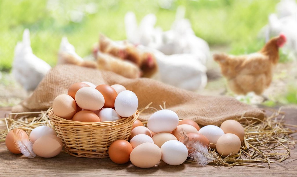Cuidados básicos para tener gallinas ponedoras felices y productivas