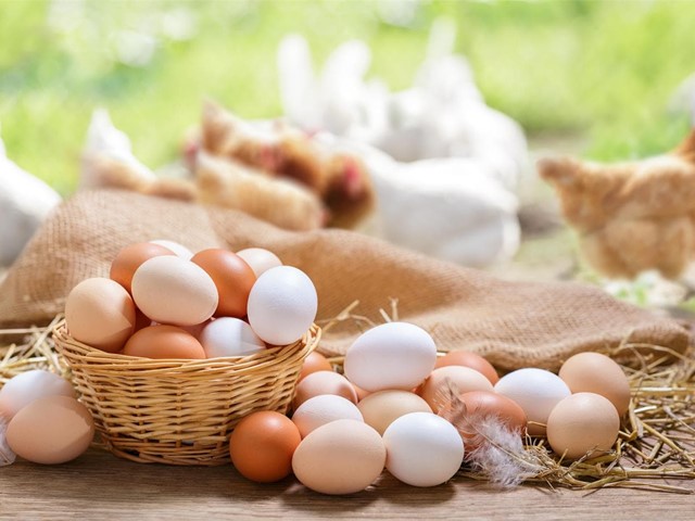 Cuidados básicos para tener gallinas ponedoras felices y productivas