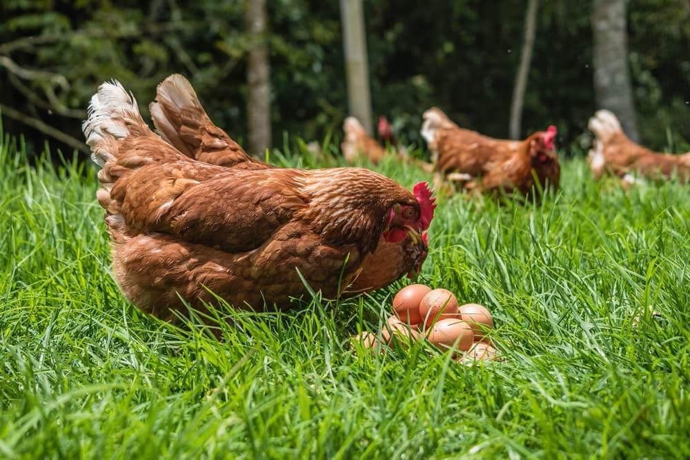 ¿En qué época ponen más huevos las gallinas? 