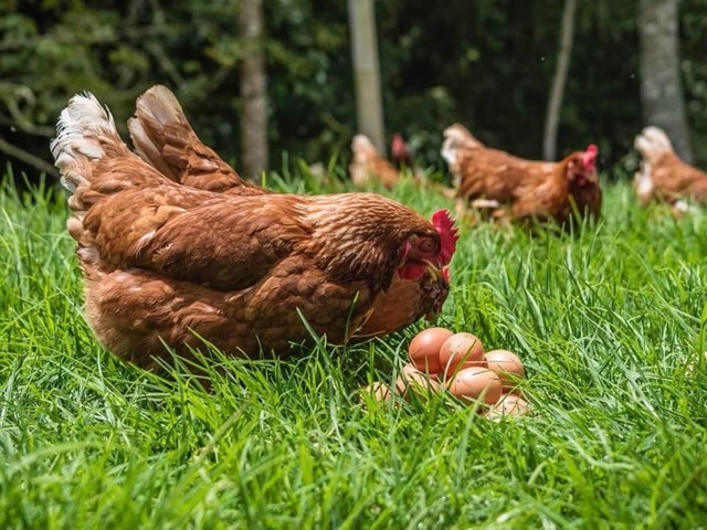 ¿En qué época ponen más huevos las gallinas? 