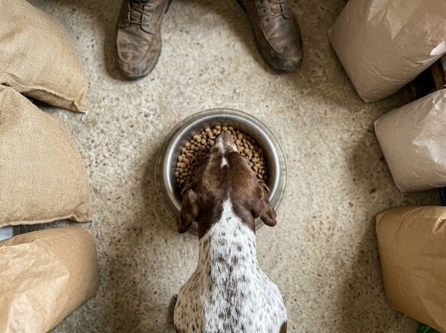 Energía extra para cada jornada de monte con pienso Arion para perros de caza en Pontevedra - Imagen 1