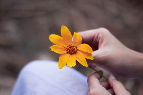 Flores de otoño: encuentra tu variedad favorita en Comercial Sivar - Imagen 6