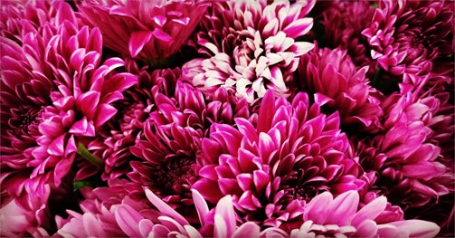 Flores de otoño: encuentra tu variedad favorita en Comercial Sivar - Imagen 2