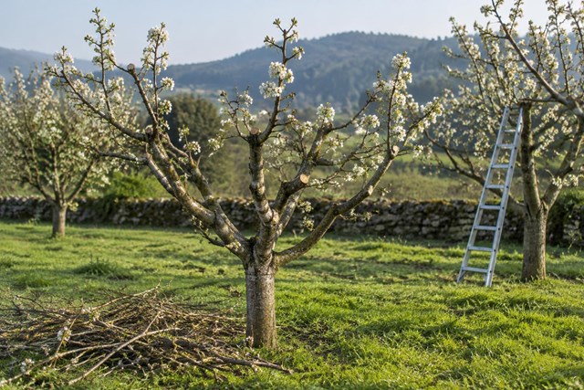 ¿Frutales, setos o viñedo? Te ayudamos a elegir tu maquinaria de poda en Pontevedra - Imagen 1