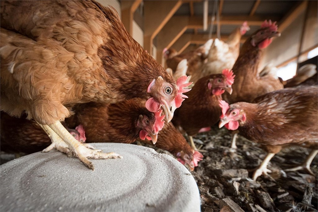 Gallinas ponedoras. Qué son, alimentación, razas y más