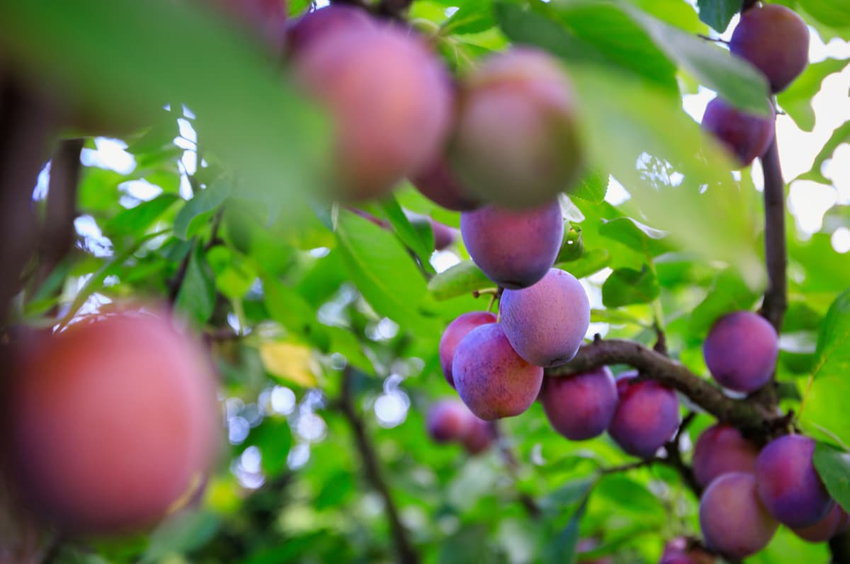 Agrotienda en Pontevedra, respondemos tus dudas