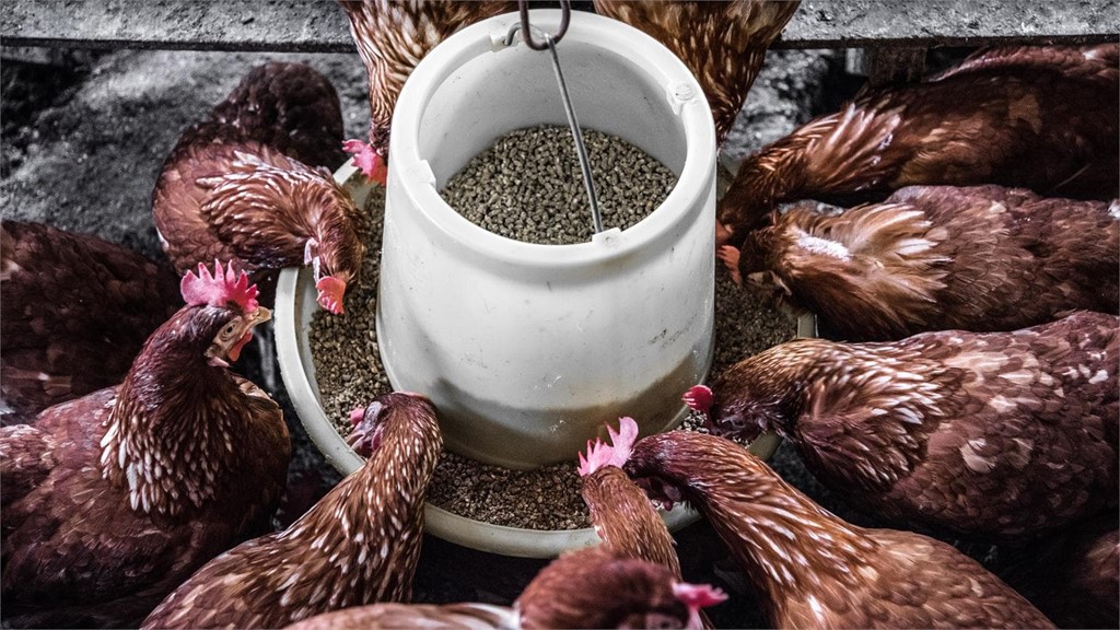 ¿Influye la alimentación en la puesta de huevos de las gallinas?