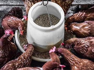 ¿Influye la alimentación en la puesta de huevos de las gallinas?